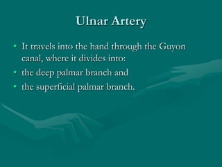 Ulnar Artery
• It travels into the hand through the Guyon
canal, where it divides into:
• the deep palmar branch and
• the superficial palmar branch.
 