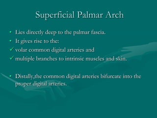 Superficial Palmar Arch
• Lies directly deep to the palmar fascia.
• It gives rise to the:
 volar common digital arteries and
 multiple branches to intrinsic muscles and skin.
• Distally,the common digital arteries bifurcate into the
proper digital arteries.
 