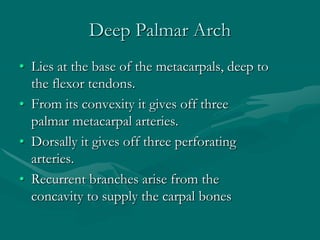 Deep Palmar Arch
• Lies at the base of the metacarpals, deep to
the flexor tendons.
• From its convexity it gives off three
palmar metacarpal arteries.
• Dorsally it gives off three perforating
arteries.
• Recurrent branches arise from the
concavity to supply the carpal bones
 