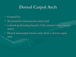 Dorsal Carpal Arch
• Formed by:
 the posterior interosseous artery and
 a dorsal perforating branch of the anterior interosseous
artery.
• Dorsal metacarpal arteries arise from a dorsal carpal
arch
 
