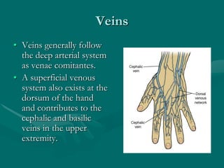Veins
• Veins generally follow
the deep arterial system
as venae comitantes.
• A superficial venous
system also exists at the
dorsum of the hand
and contributes to the
cephalic and basilic
veins in the upper
extremity.
 