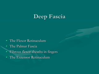 Deep Fascia
• The Flexor Retinaculum
• The Palmar Fascia
• Fibrous flexor sheaths in fingers
• The Extensor Retinaculum
 