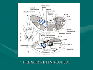 • FLEXOR RETINACULUM
 