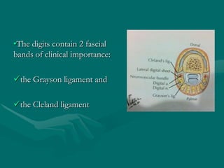 •The digits contain 2 fascial
bands of clinical importance:
the Grayson ligament and
the Cleland ligament
 