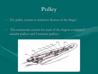 Pulley
• The pulley system is critical to flexion of the finger.
• The retinacular system for each of the fingers contains 5
annular pulleys and 3 cruciate pulleys.
 