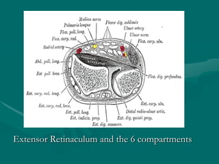 Extensor Retinaculum and the 6 compartments
 