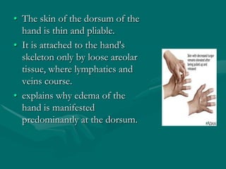 • The skin of the dorsum of the
hand is thin and pliable.
• It is attached to the hand's
skeleton only by loose areolar
tissue, where lymphatics and
veins course.
• explains why edema of the
hand is manifested
predominantly at the dorsum.
 
