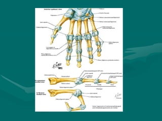 Extrinsic extensors
• All extensors are extrinsic and supplied by radial
nerve.
• Except for the interosseous-lumbrical co...