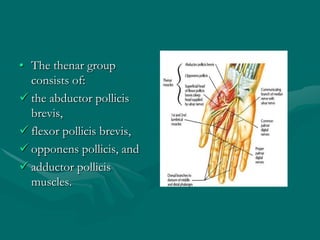 • The interossei group
consists of:
 3 palmar and
 4 dorsal muscles
• All innervated by the
ulnar nerve.
 
