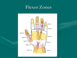 Median nerve
• Crucial in the gripping mechanism by the thumb.
• It originates from the lateral and medial cords of the br...