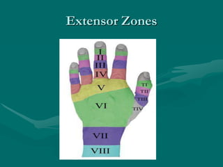 • Palmar cutaneous branch provides sensation at the
thenar eminence. Also sensory digital branches
provide sensation to th...