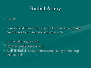Dorsal Carpal Arch
• Formed by:
 the posterior interosseous artery and
 a dorsal perforating branch of the anterior inte...