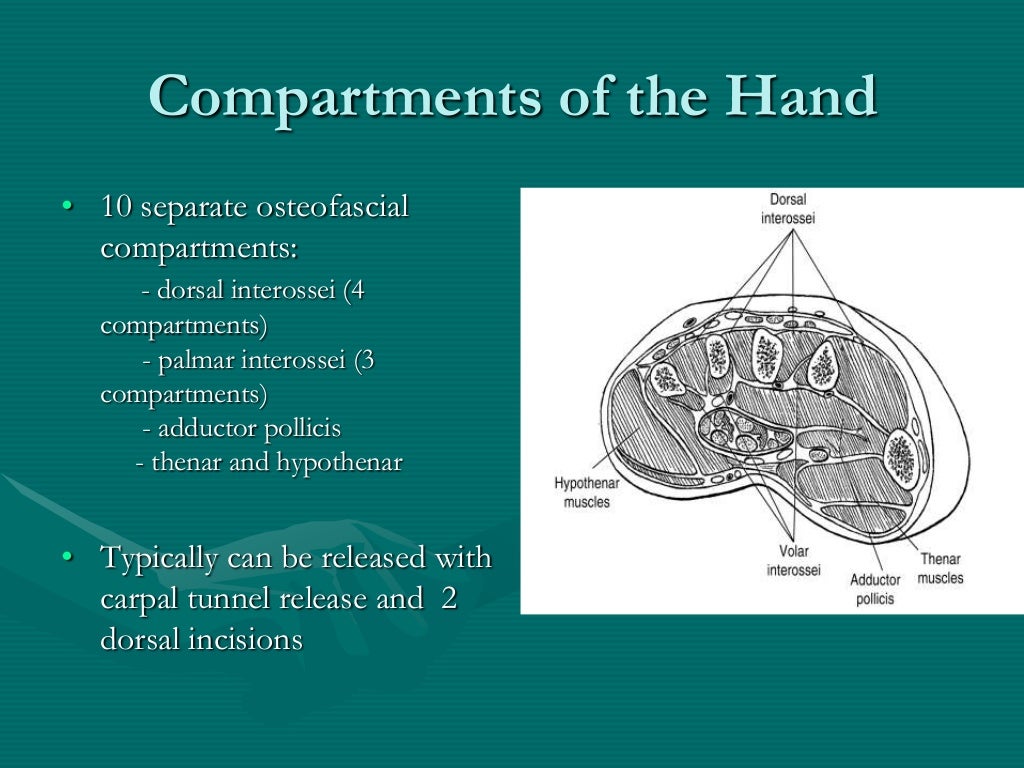 Hand anatomy new