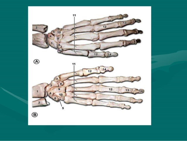 Hand anatomy new