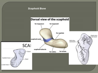 Scaphoid Multangular Joint Hand and fore arm radiology truma girish gunar | PPTX