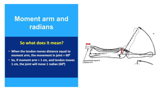 Hand anatomy and biomechanics wrist examination.pptx