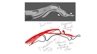 Hand biomechanics and basic functions | PPTX
