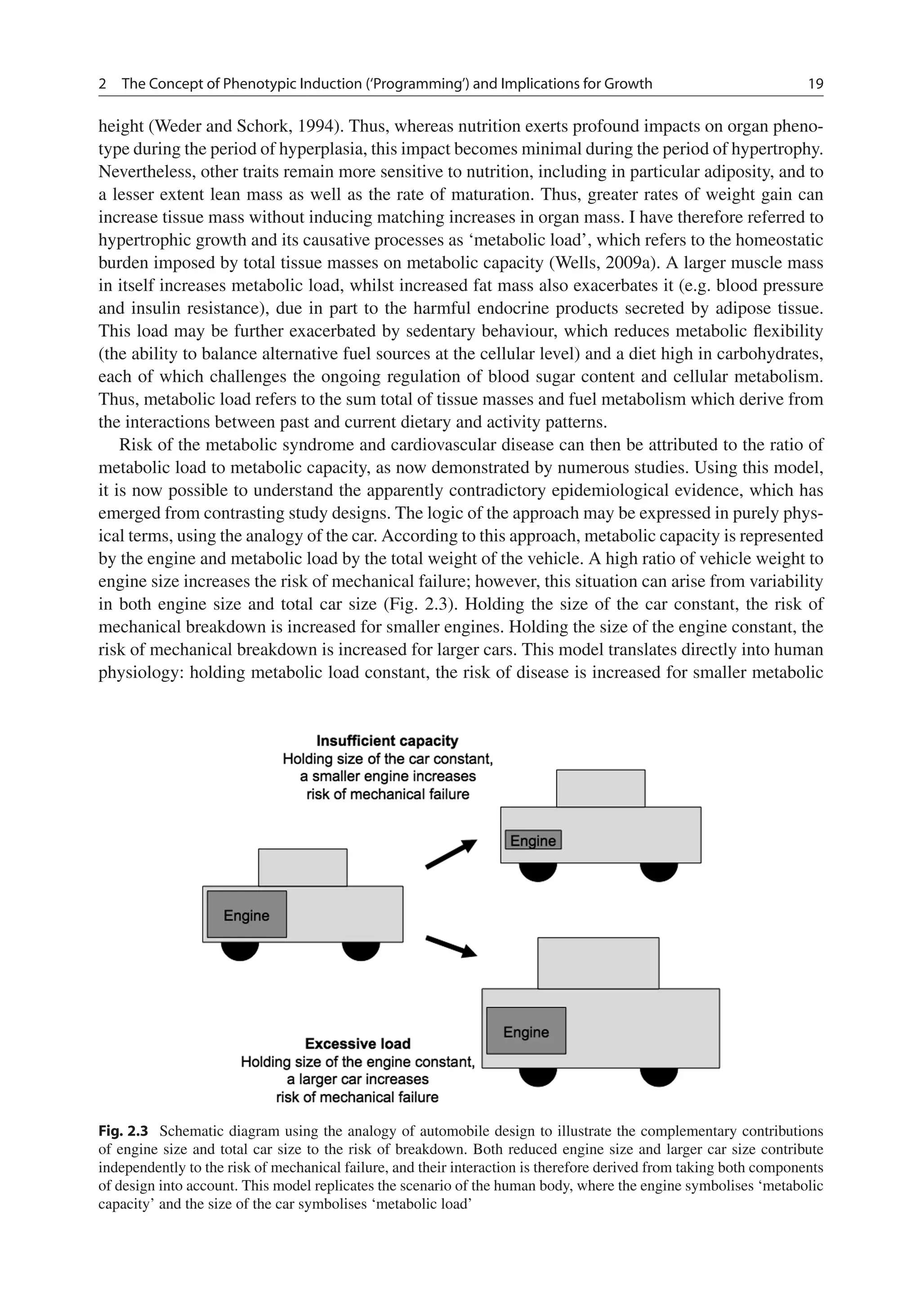 2 The Concept of Phenotypic Induction (‘Programming’) and Implications for Growth 19
height (Weder and Schork, 1994). Thus, whereas nutrition exerts profound impacts on organ pheno-
type during the period of hyperplasia, this impact becomes minimal during the period of hypertrophy.
Nevertheless, other traits remain more sensitive to nutrition, including in particular adiposity, and to
a lesser extent lean mass as well as the rate of maturation. Thus, greater rates of weight gain can
increase tissue mass without inducing matching increases in organ mass. I have therefore referred to
hypertrophic growth and its causative processes as ‘metabolic load’, which refers to the homeostatic
burden imposed by total tissue masses on metabolic capacity (Wells, 2009a). A larger muscle mass
in itself increases metabolic load, whilst increased fat mass also exacerbates it (e.g. blood pressure
and insulin resistance), due in part to the harmful endocrine products secreted by adipose tissue.
This load may be further exacerbated by sedentary behaviour, which reduces metabolic ﬂexibility
(the ability to balance alternative fuel sources at the cellular level) and a diet high in carbohydrates,
each of which challenges the ongoing regulation of blood sugar content and cellular metabolism.
Thus, metabolic load refers to the sum total of tissue masses and fuel metabolism which derive from
the interactions between past and current dietary and activity patterns.
Risk of the metabolic syndrome and cardiovascular disease can then be attributed to the ratio of
metabolic load to metabolic capacity, as now demonstrated by numerous studies. Using this model,
it is now possible to understand the apparently contradictory epidemiological evidence, which has
emerged from contrasting study designs. The logic of the approach may be expressed in purely phys-
ical terms, using the analogy of the car. According to this approach, metabolic capacity is represented
by the engine and metabolic load by the total weight of the vehicle. A high ratio of vehicle weight to
engine size increases the risk of mechanical failure; however, this situation can arise from variability
in both engine size and total car size (Fig. 2.3). Holding the size of the car constant, the risk of
mechanical breakdown is increased for smaller engines. Holding the size of the engine constant, the
risk of mechanical breakdown is increased for larger cars. This model translates directly into human
physiology: holding metabolic load constant, the risk of disease is increased for smaller metabolic
Fig. 2.3 Schematic diagram using the analogy of automobile design to illustrate the complementary contributions
of engine size and total car size to the risk of breakdown. Both reduced engine size and larger car size contribute
independently to the risk of mechanical failure, and their interaction is therefore derived from taking both components
of design into account. This model replicates the scenario of the human body, where the engine symbolises ‘metabolic
capacity’ and the size of the car symbolises ‘metabolic load’
 
