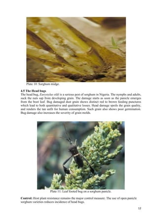 Handbook on improved agronomic practices for sorghum production in North East Nigeria - Feed the Future Nigeria Integrated Agriculture Activity.