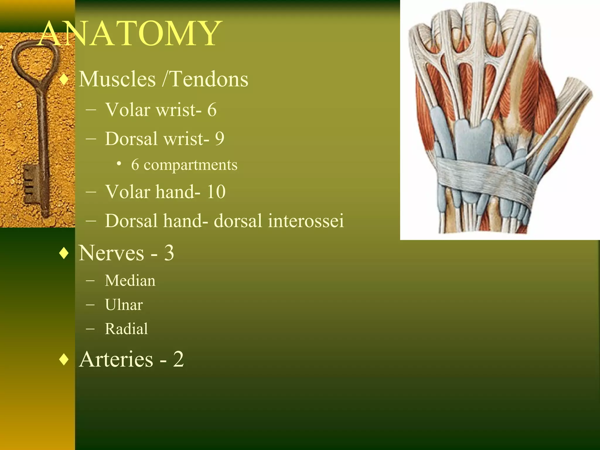 ANATOMY
♦ Muscles /Tendons
– Volar wrist- 6
– Dorsal wrist- 9
• 6 compartments
– Volar hand- 10
– Dorsal hand- dorsal interossei
♦ Nerves - 3
– Median
– Ulnar
– Radial
♦ Arteries - 2
 