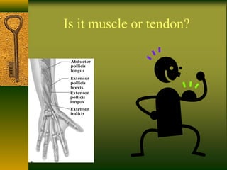 Is it muscle or tendon?
 