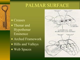 PALMAR SURFACE
♦ Creases
♦ Thenar and
Hypothenar
Eminence
♦ Arched Framework
♦ Hills and Valleys
♦ Web Spaces
 