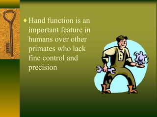 ♦Hand function is an
important feature in
humans over other
primates who lack
fine control and
precision
 