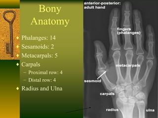 Bony
Anatomy
♦ Phalanges: 14
♦ Sesamoids: 2
♦ Metacarpals: 5
♦ Carpals
– Proximal row: 4
– Distal row: 4
♦ Radius and Ulna
 