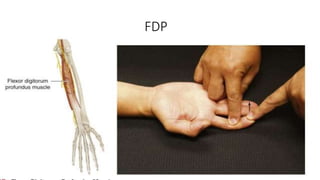 Fdp Button Hand examination.pptx
