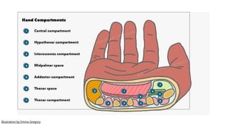 Comprehensive Anatomy of the Human Hand: Bones, Joints, Muscles, and ...