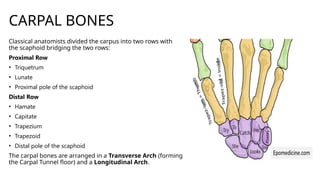 Comprehensive Anatomy of the Human Hand: Bones, Joints, Muscles, and ...
