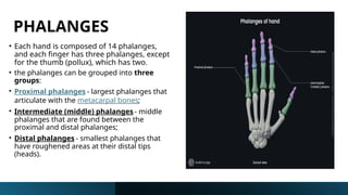 Comprehensive Anatomy of the Human Hand: Bones, Joints, Muscles, and ...