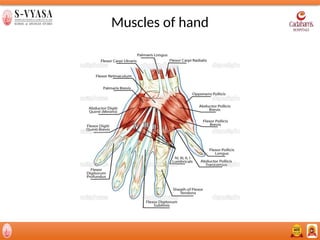 Hand Overview Comprehensive Overview of Hand Anatomy, Function, Assessment, and ...