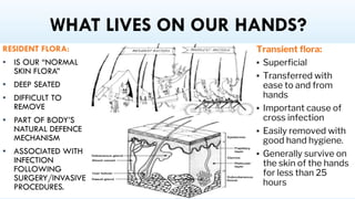 WHAT LIVES ON OUR HANDS?
RESIDENT FLORA:
▪ IS OUR “NORMAL
SKIN FLORA”
▪ DEEP SEATED
▪ DIFFICULT TO
REMOVE
▪ PART OF BODY’S
NATURAL DEFENCE
MECHANISM
▪ ASSOCIATED WITH
INFECTION
FOLLOWING
SURGERY/INVASIVE
PROCEDURES.
Transient flora:
▪ Superficial
▪ Transferred with
ease to and from
hands
▪ Important cause of
cross infection
▪ Easily removed with
good hand hygiene.
▪ Generally survive on
the skin of the hands
for less than 25
hours
 