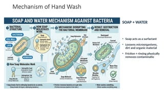 Mechanism of Hand Wash
SOAP + WATER
• Soap acts as a surfactant
• Loosens microorganisms,
dirt and organic material
• Friction + rinsing physically
removes contaminatio
 
