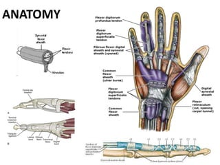 ANATOMY
 