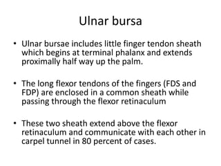 Ulnar bursa 
• Ulnar bursae includes little finger tendon sheath 
which begins at terminal phalanx and extends 
proximally half way up the palm. 
• The long flexor tendons of the fingers (FDS and 
FDP) are enclosed in a common sheath while 
passing through the flexor retinaculum 
• These two sheath extend above the flexor 
retinaculum and communicate with each other in 
carpel tunnel in 80 percent of cases. 
 