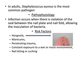 • In adults, Staphylococcus aureus is the most 
common pathogen 
• Pathophysiology 
• Infection occurs when there is violation of the 
seal between the nail plate and nail fold, allowing 
the inoculation of bacteria. 
• Risk Factors 
– Hangnails, 
– Manicures, 
– Penetrating trauma, 
– Constant exposure to a wet or moist environment, 
– Nail biting or sucking 
 