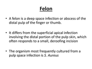 Felon 
• A felon is a deep space infection or abscess of the 
distal pulp of the finger or thumb. 
• It differs from the superficial apical infection 
involving the distal portion of the pulp skin, which 
often responds to a small, deroofing incision 
• The organism most frequently cultured from a 
pulp space infection is S. Aureus 
 