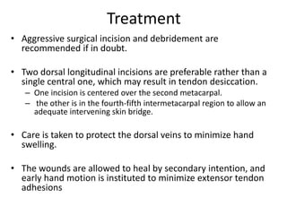 Treatment 
• Aggressive surgical incision and debridement are 
recommended if in doubt. 
• Two dorsal longitudinal incisions are preferable rather than a 
single central one, which may result in tendon desiccation. 
– One incision is centered over the second metacarpal. 
– the other is in the fourth-fifth intermetacarpal region to allow an 
adequate intervening skin bridge. 
• Care is taken to protect the dorsal veins to minimize hand 
swelling. 
• The wounds are allowed to heal by secondary intention, and 
early hand motion is instituted to minimize extensor tendon 
adhesions 
 