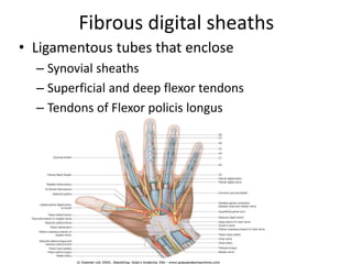 Fibrous digital sheaths 
• Ligamentous tubes that enclose 
– Synovial sheaths 
– Superficial and deep flexor tendons 
– Tendons of Flexor policis longus 
 