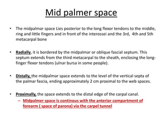 Mid palmer space 
• The midpalmar space Lies posterior to the long flexor tendons to the middle, 
ring and little fingers and in front of the interossei and the 3rd, 4th and 5th 
metacarpal bone 
• Radially, it is bordered by the midpalmar or oblique fascial septum. This 
septum extends from the third metacarpal to the sheath, enclosing the long-finger 
flexor tendons (ulnar bursa in some people). 
• Distally, the midpalmar space extends to the level of the vertical septa of 
the palmar fascia, ending approximately 2 cm proximal to the web spaces. 
• Proximally, the space extends to the distal edge of the carpal canal. 
– Midpalmer space is continous with the anterior compartment of 
forearm ( space of parona) via the carpel tunnel 
 