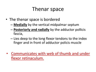 Thenar space 
• The thenar space is bordered 
– Medially by the vertical midpalmar septum 
– Posteriorly and radially by the adductor pollicis 
fascia, 
– Lies deep to the long flexor tendons to the index 
finger and in front of adductor policis muscle 
• Communicates with web of thumb and under 
flexor retinaculum. 
 