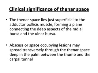 Clinical significance of thenar space 
• The thenar space lies just superficial to the 
adductor pollicis muscle, forming a plane 
connecting the deep aspects of the radial 
bursa and the ulnar bursa. 
• Abscess or space occupying lesions may 
spread transversely through the thenar space 
deep in the palm between the thumb and the 
carpal tunnel 
 