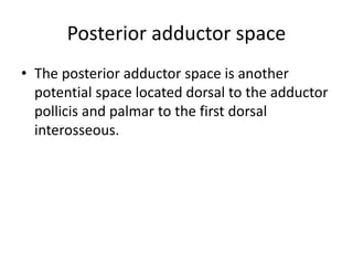 Posterior adductor space 
• The posterior adductor space is another 
potential space located dorsal to the adductor 
pollicis and palmar to the first dorsal 
interosseous. 
 
