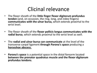 Clicinal relevance 
• The flexor sheath of the little finger flexor digitorum profundus 
tendon (and, on occasion, the ring, long, and index fingers) 
communicates with the ulnar bursa, which extends proximal to the 
wrist level. 
• The flexor sheath of the flexor pollicis longus communicates with the 
radial bursa, which extends proximal to the wrist level as well. 
• The radial and ulnar bursa can communicate at the level of the 
transverse carpal ligament through Parona's space producing a 
horseshoe abscess. 
• Parona's space is a potential space in the distal forearm located 
between the pronator quadratus muscle and the flexor digitorum 
profundus tendons. 
 
