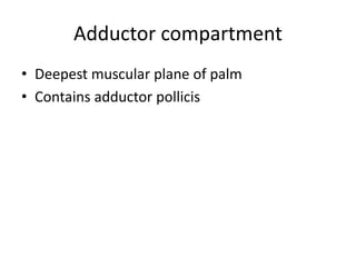 Adductor compartment 
• Deepest muscular plane of palm 
• Contains adductor pollicis 
 