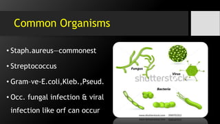 Common Organisms
• Staph.aureus—commonest
• Streptococcus
• Gram–ve-E.coli,Kleb.,Pseud.
• Occ. fungal infection & viral
infection like orf can occur
 