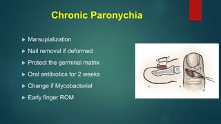 Chronic Paronychia
 Marsupialization
 Nail removal if deformed
 Protect the germinal matrix
 Oral antibiotics for 2 weeks
 Change if Mycobacterial
 Early finger ROM
 