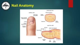 Nail Anatomy
 